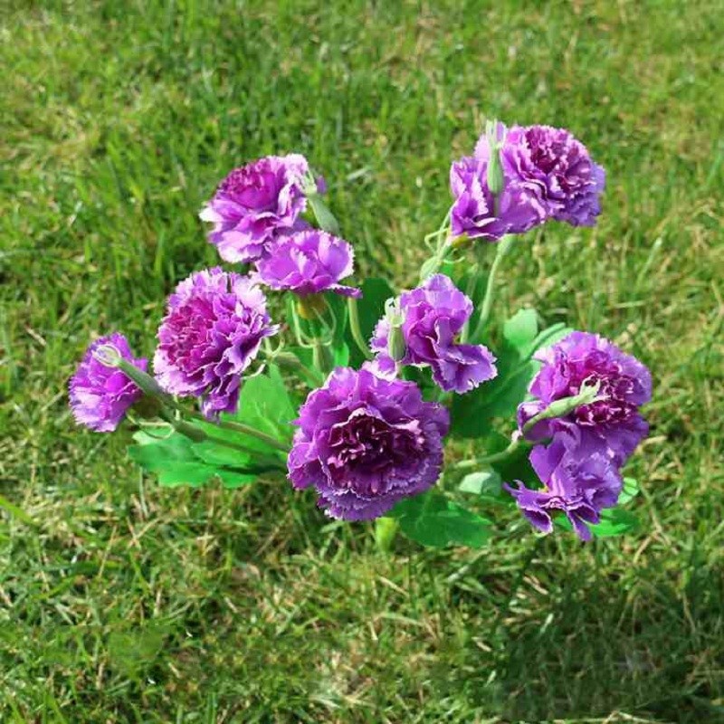 hoa cẩm chướng màu tím tặng sinh nhật