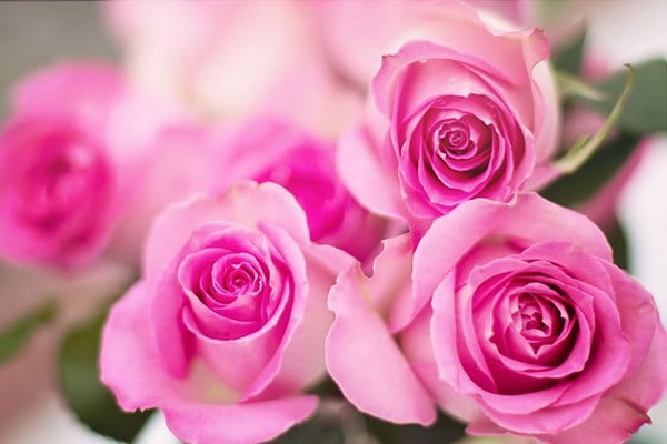 Ý nghĩa hoa hồng phấn tình yêu ngọt ngào