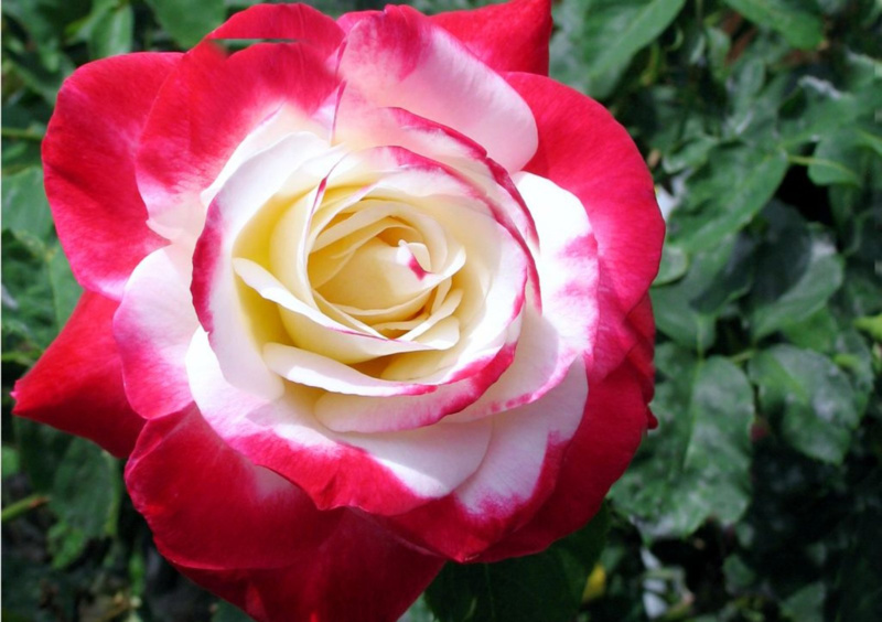 Hoa hồng ngoại Julio