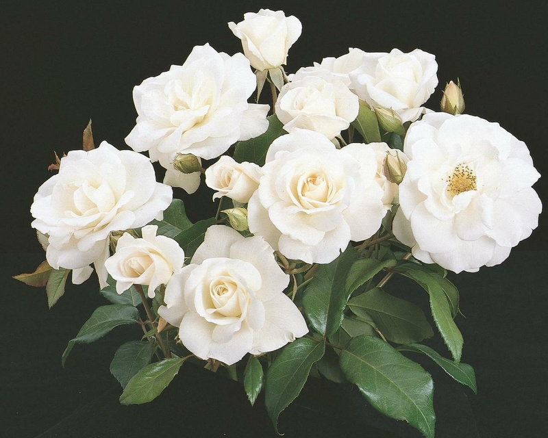 Những cành hoa hồng trắng tinh khôi