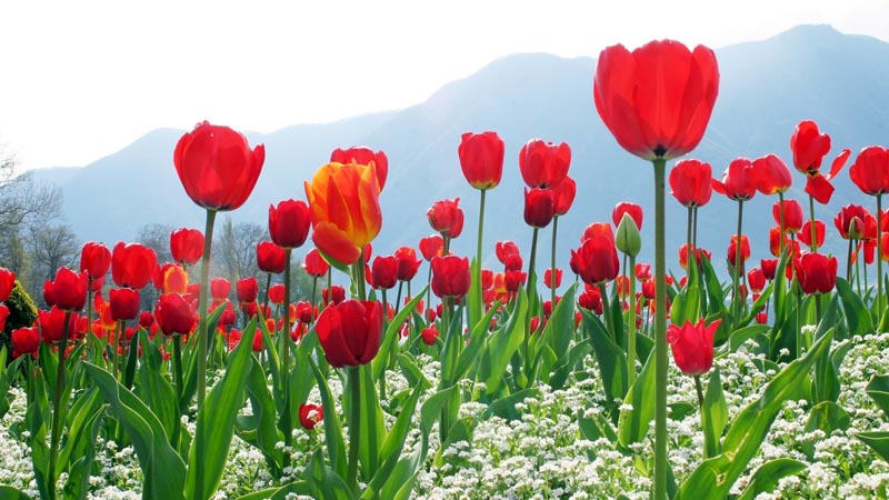 Hoa tulip biểu tượng cho vẻ đẹp vĩnh cửu