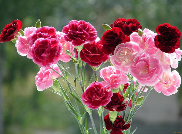 Hoa Cẩm Chướng loại hoa sinh nhật ngọt ngào