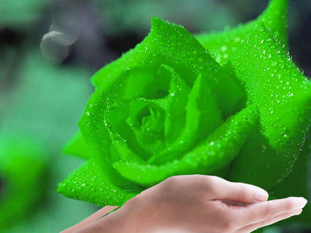 Hoa hồng xanh cho tình yêu vĩnh cửu và bất diệt